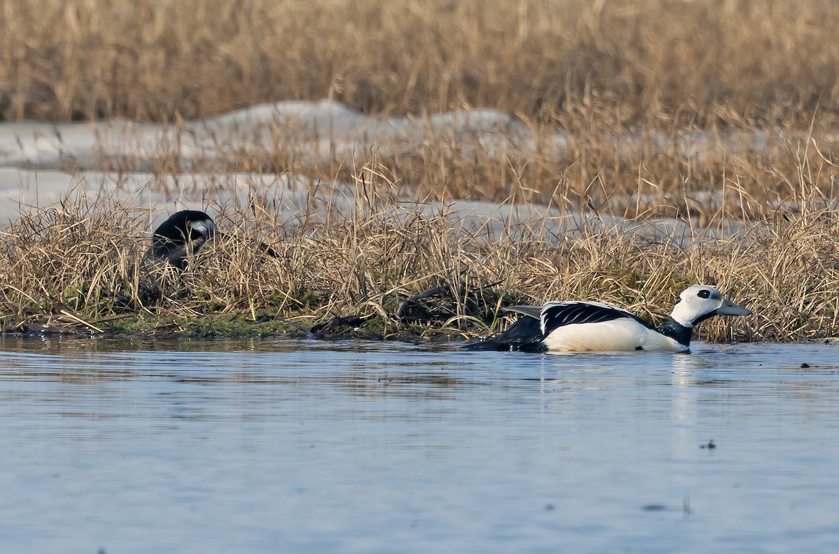 Steller's Eider - ML641719284
