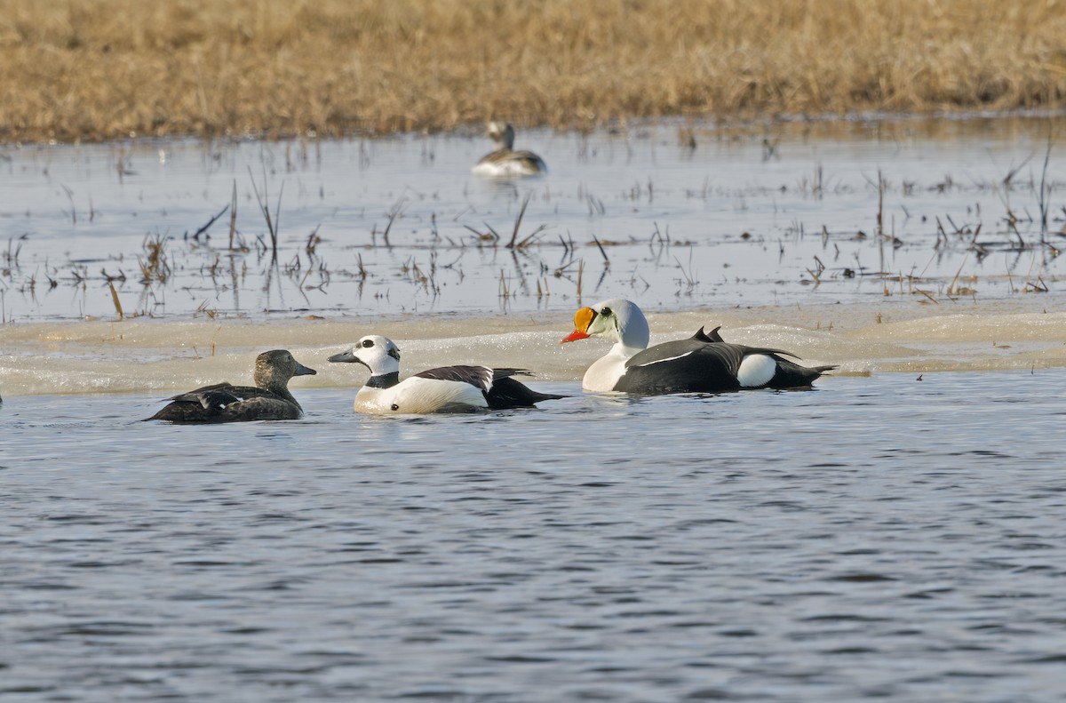 Steller's Eider - ML641719285