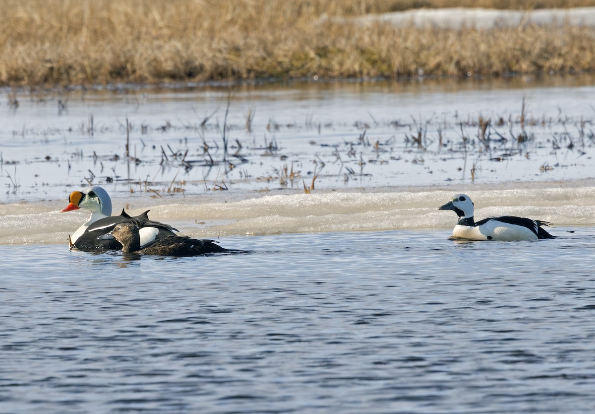 Steller's Eider - ML641719286