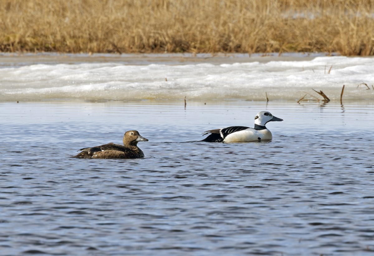 Steller's Eider - ML641719287