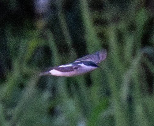 White-winged Swallow - ML641719294