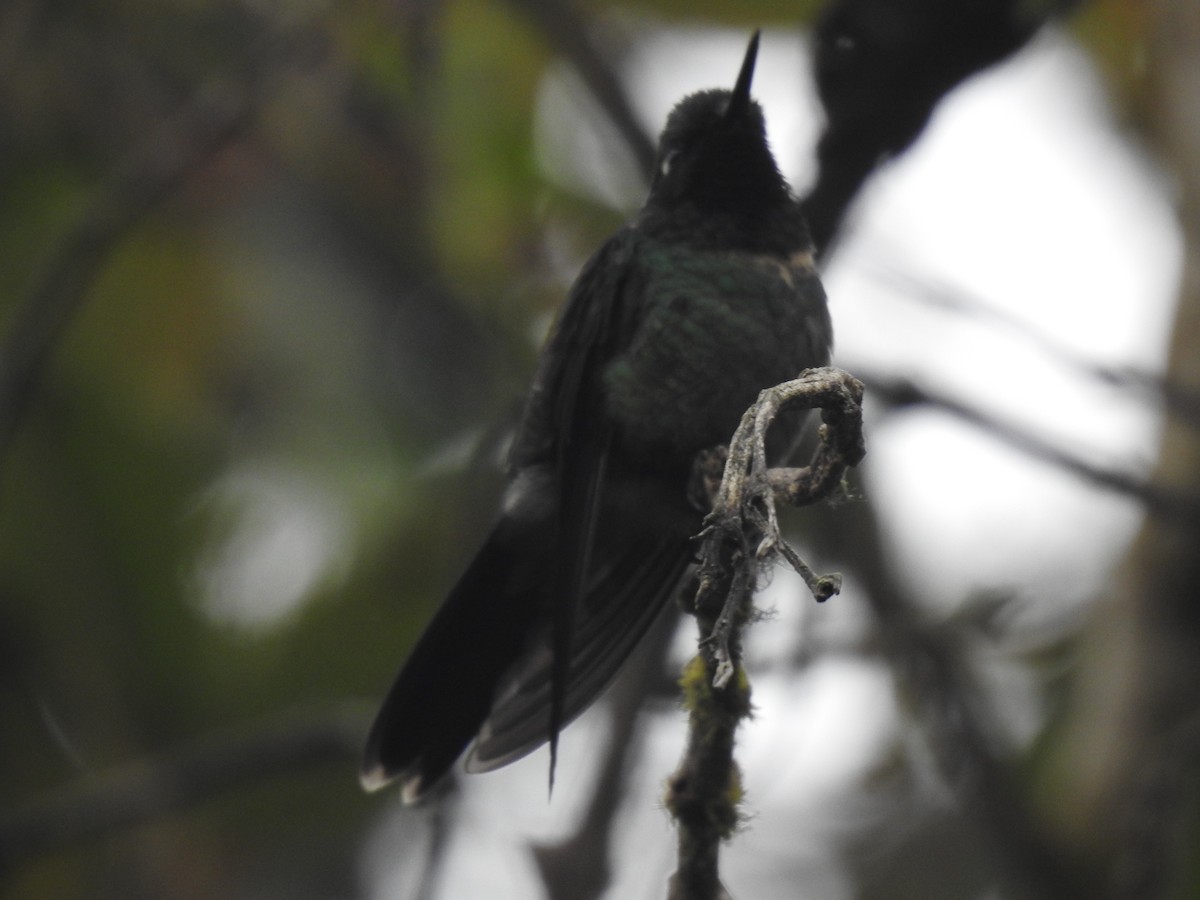 Amethyst-throated Sunangel - ML641719295