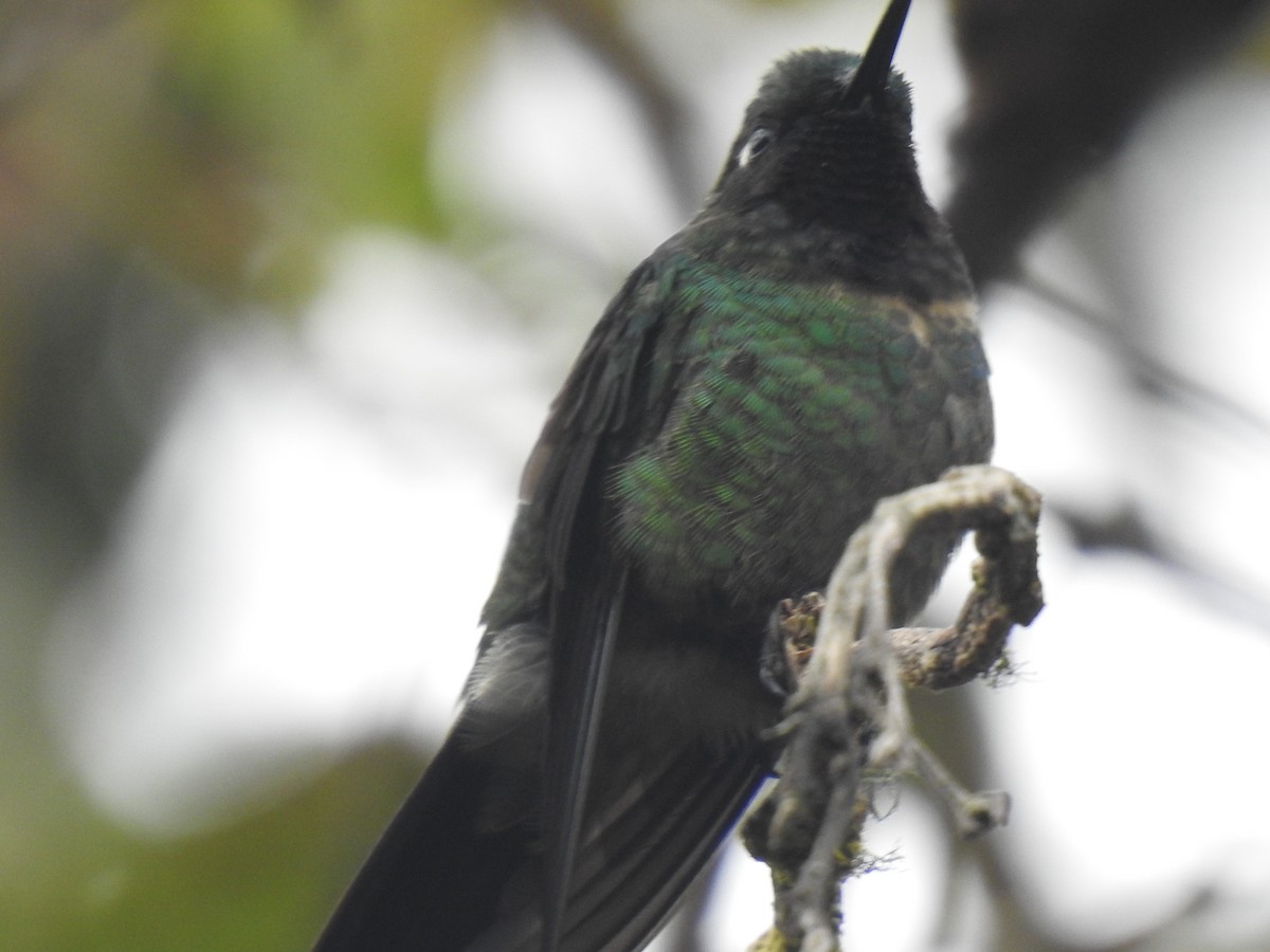 Amethyst-throated Sunangel - ML641719296