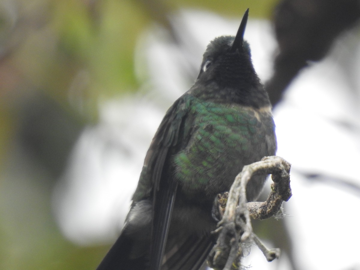 Amethyst-throated Sunangel - ML641719299