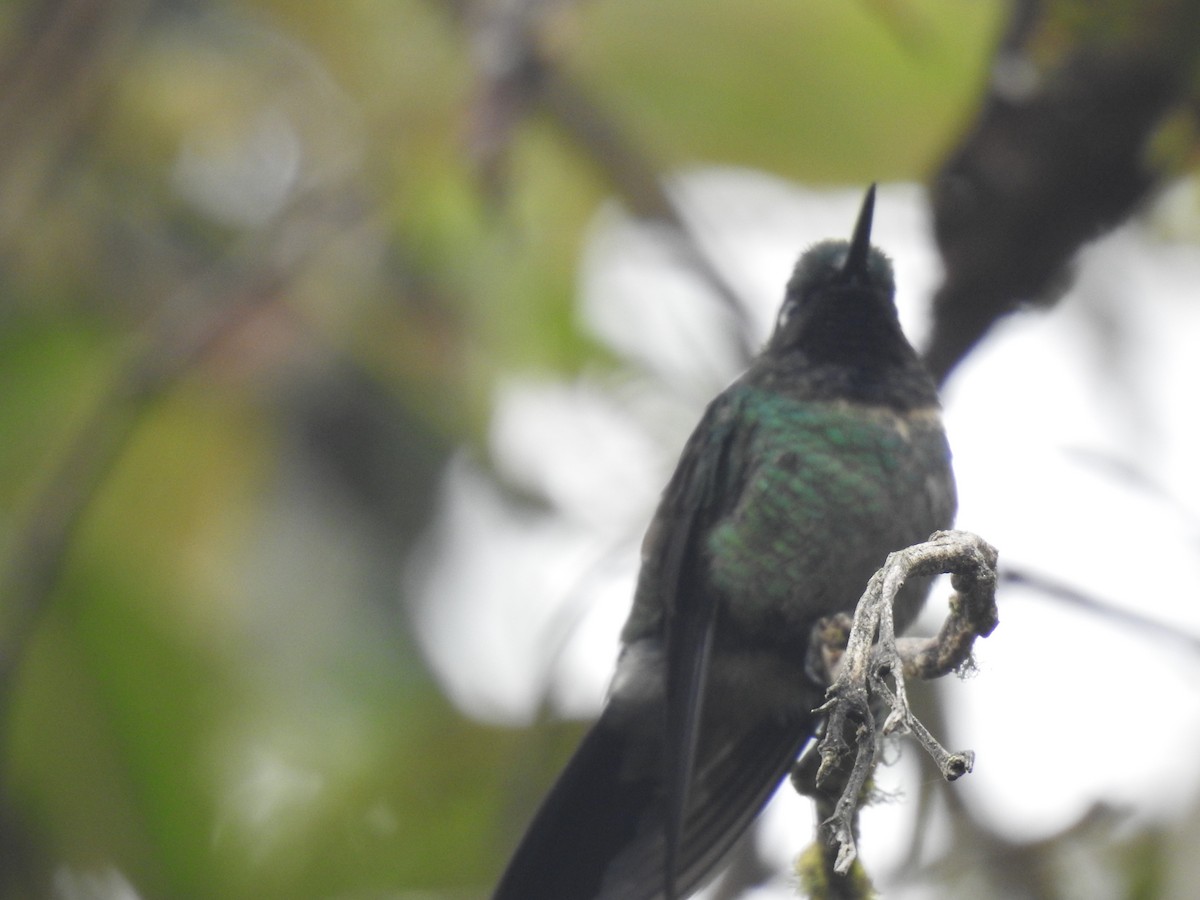 Amethyst-throated Sunangel - ML641719301