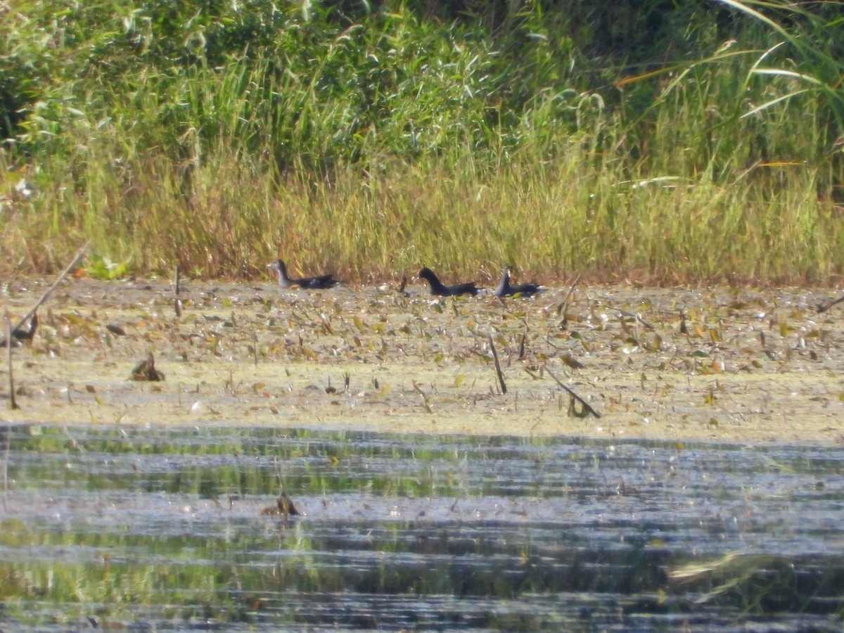 Common Gallinule - ML641719331