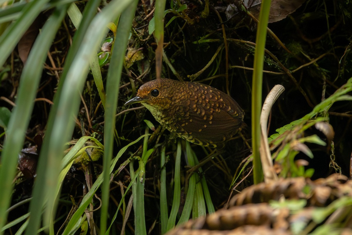 Pygmy Cupwing - ML641719340
