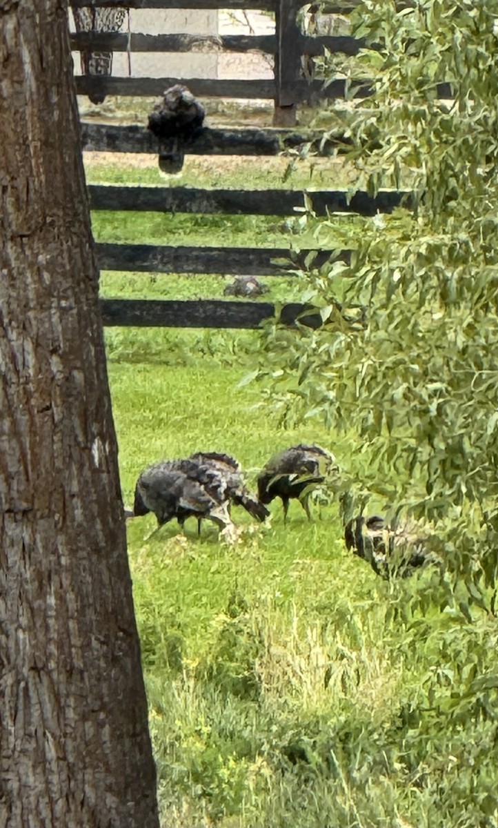 Wild Turkey - ML641719385