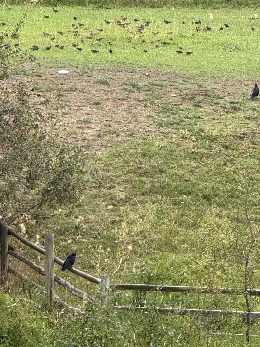 European Starling - ML641719409