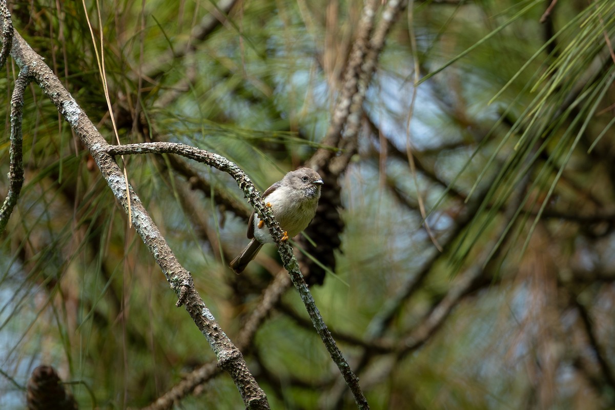 Pygmy Tit - ML641719413