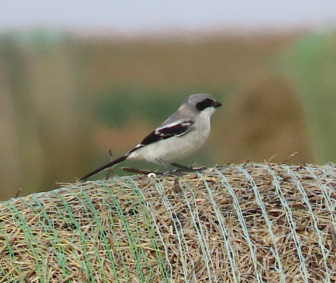 Loggerhead Shrike - ML641719428