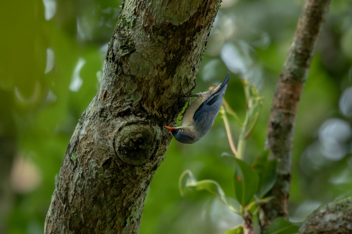 Velvet-fronted Nuthatch - ML641719431