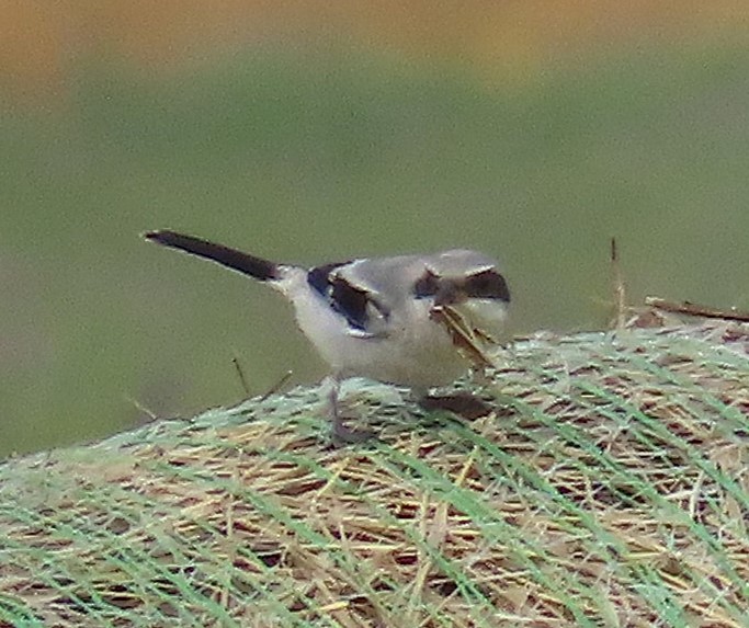 Loggerhead Shrike - ML641719437