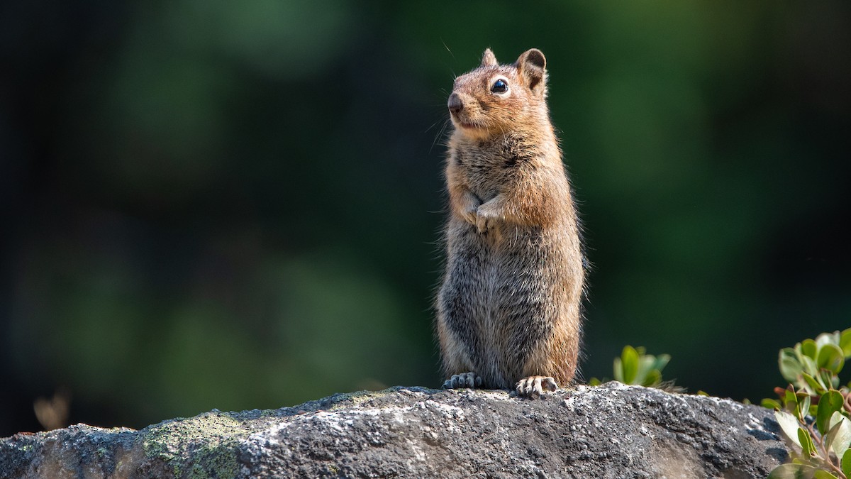 Townsend's Chipmunk - ML641719443