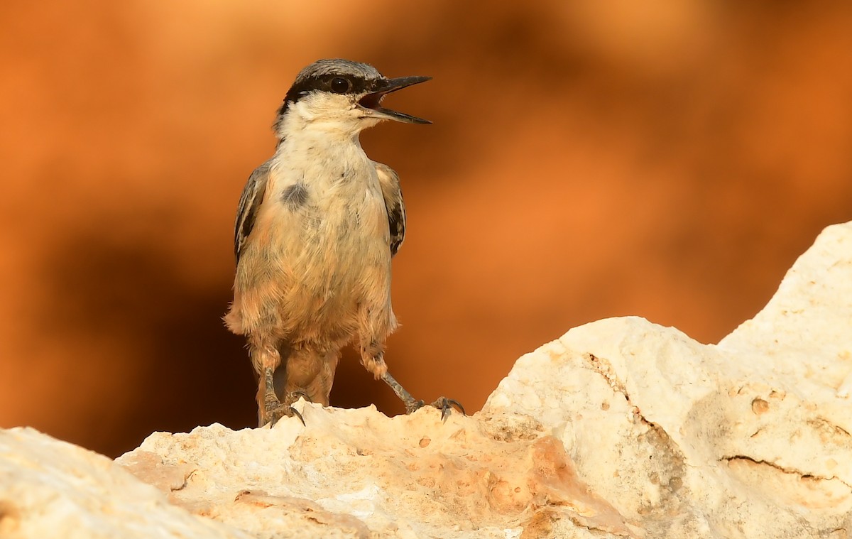 Western Rock Nuthatch - ML641719497