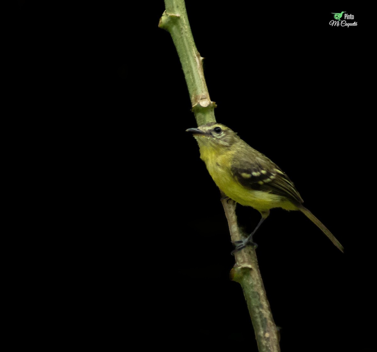Yellow Tyrannulet - ML641719504