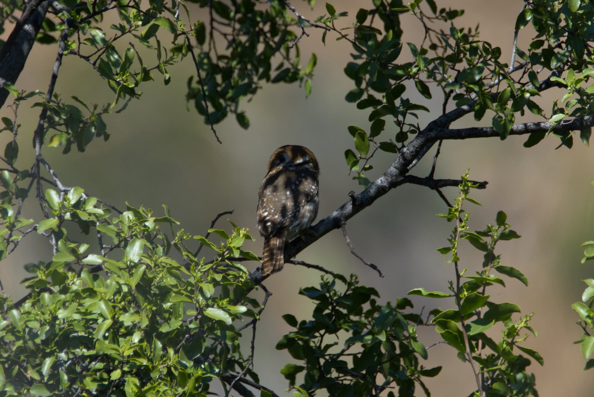 Austral Pygmy-Owl - ML641719517
