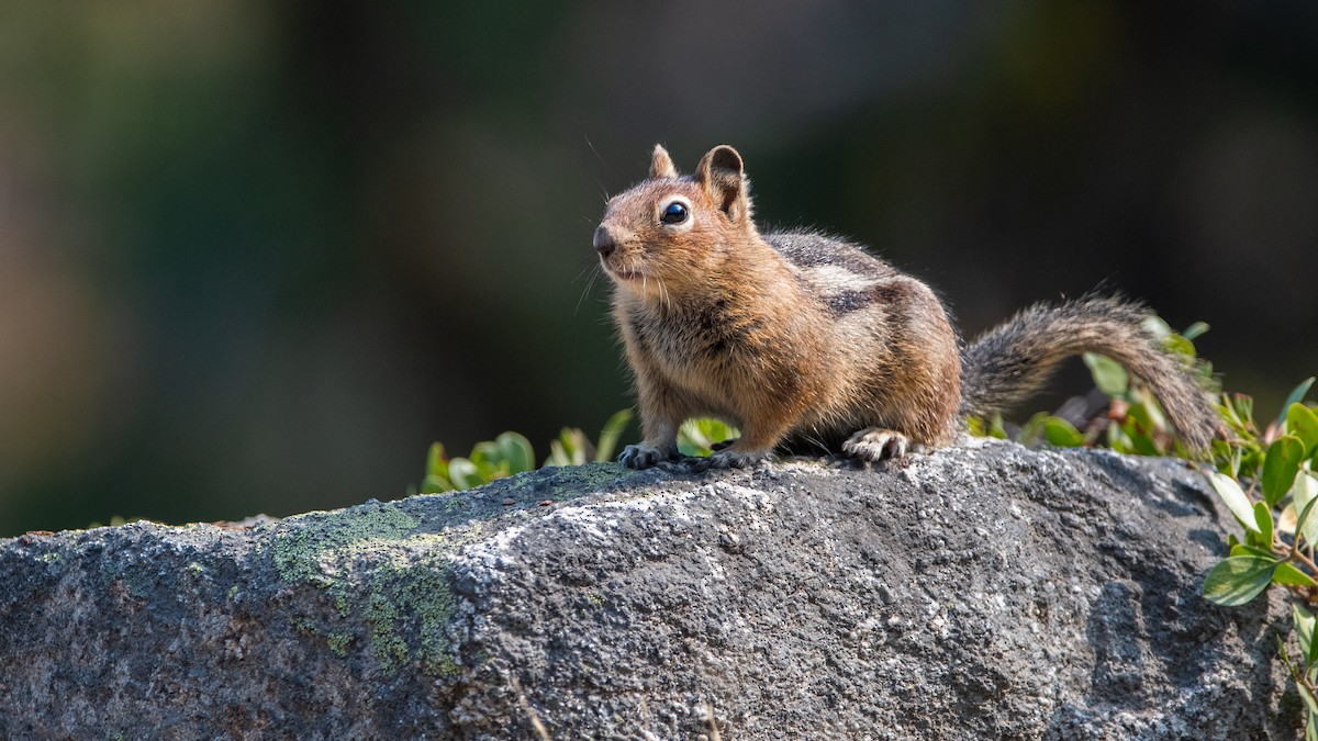 Townsend's Chipmunk - ML641719518