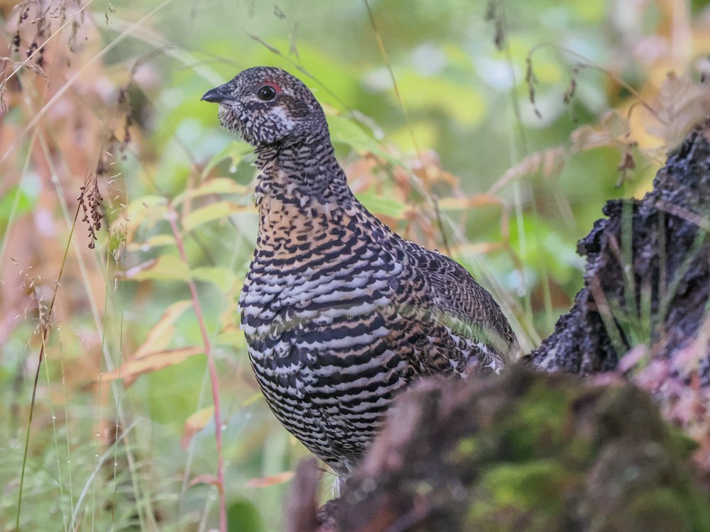 Spruce Grouse - ML641719574