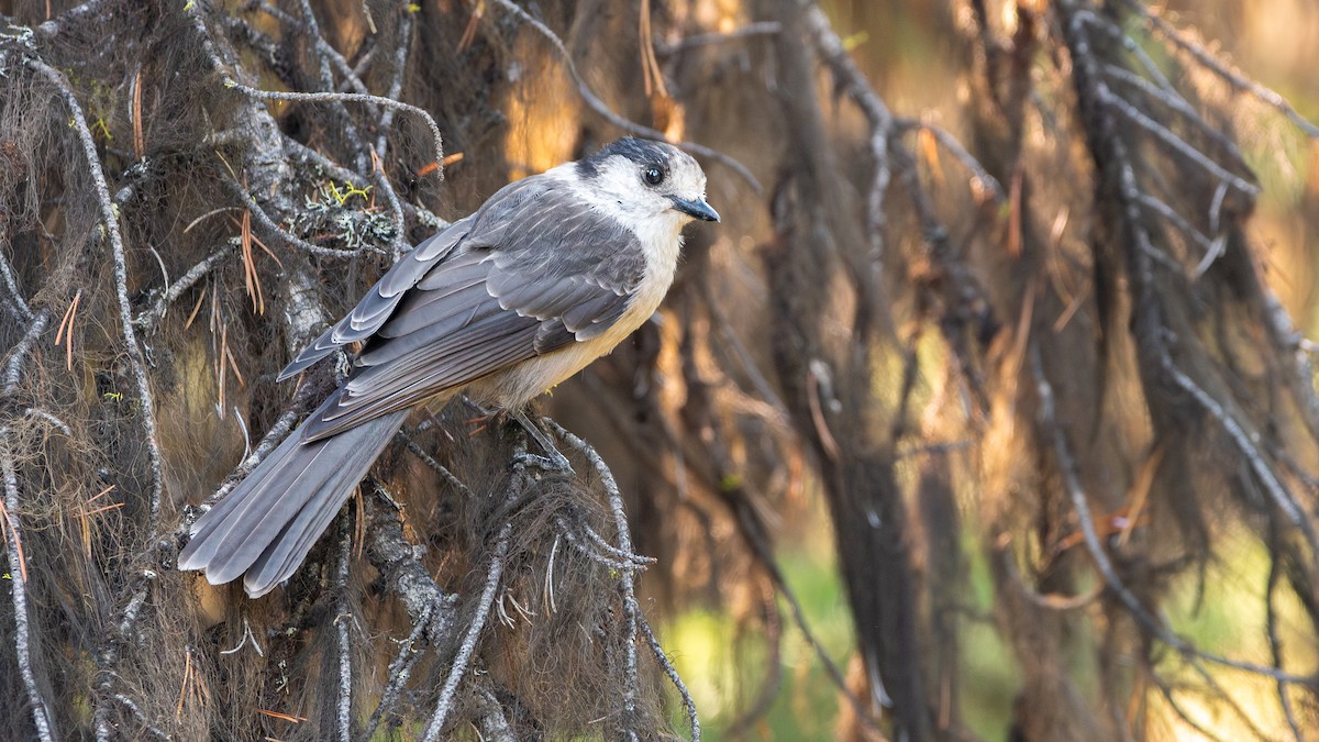Canada Jay - ML641719576