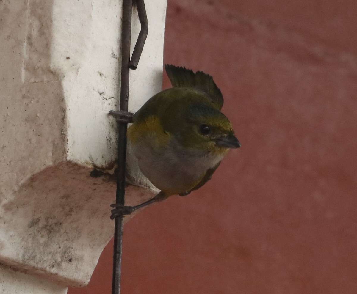Chestnut-bellied Euphonia - ML641719581