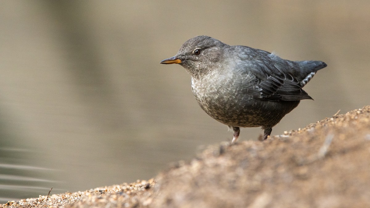 American Dipper - ML641719582