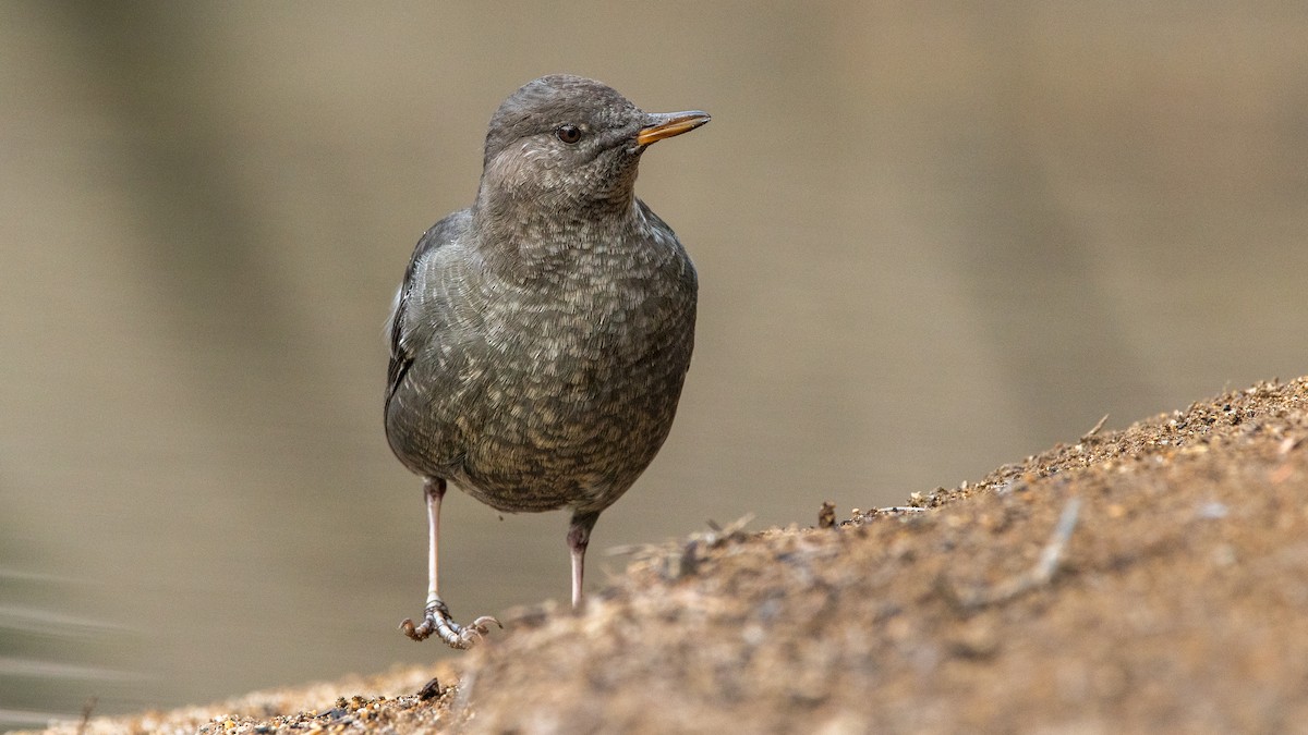 American Dipper - ML641719587