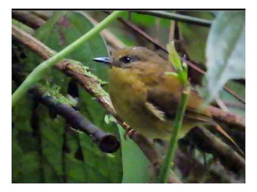 Bronze-olive Pygmy-Tyrant - ML641719604