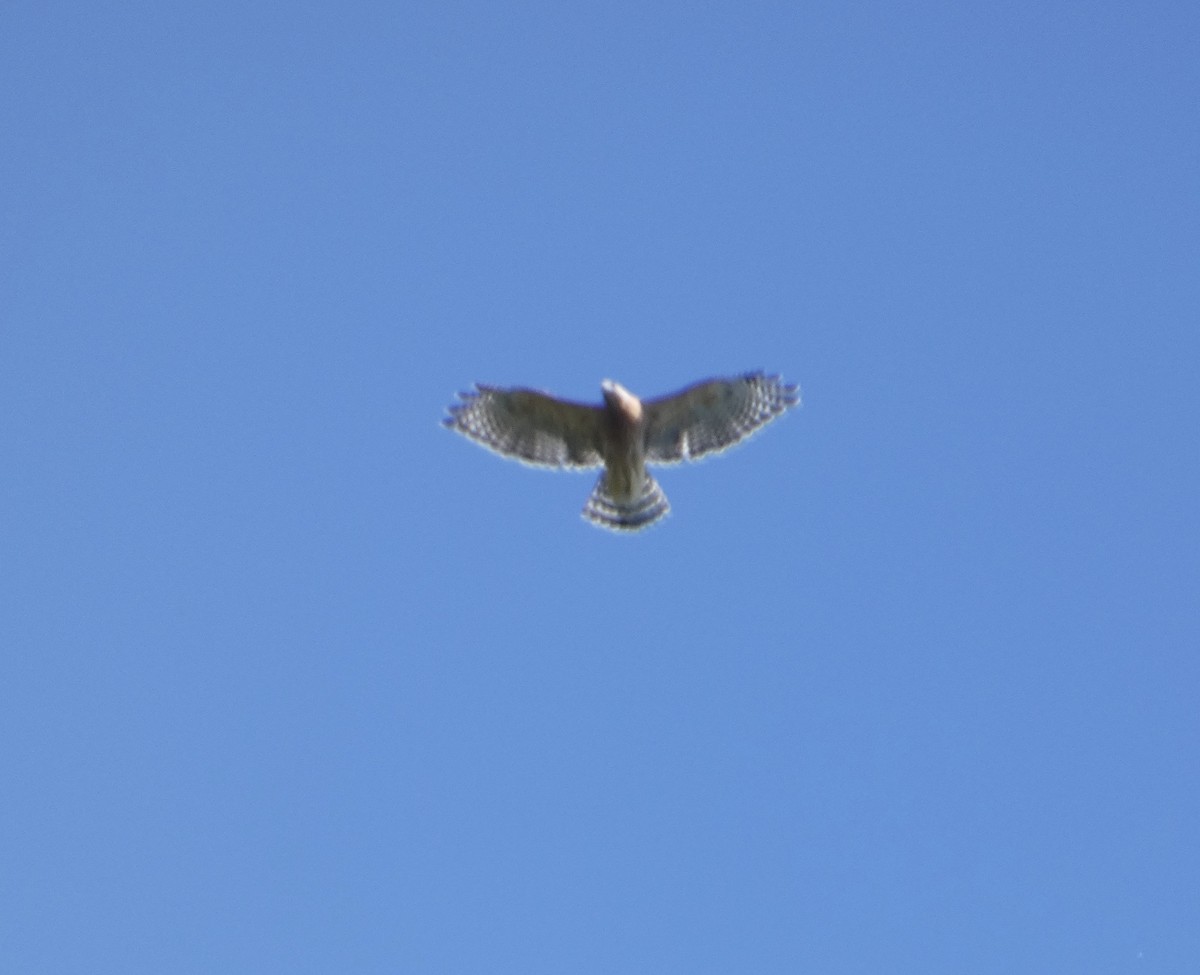 Red-shouldered Hawk - ML641719621