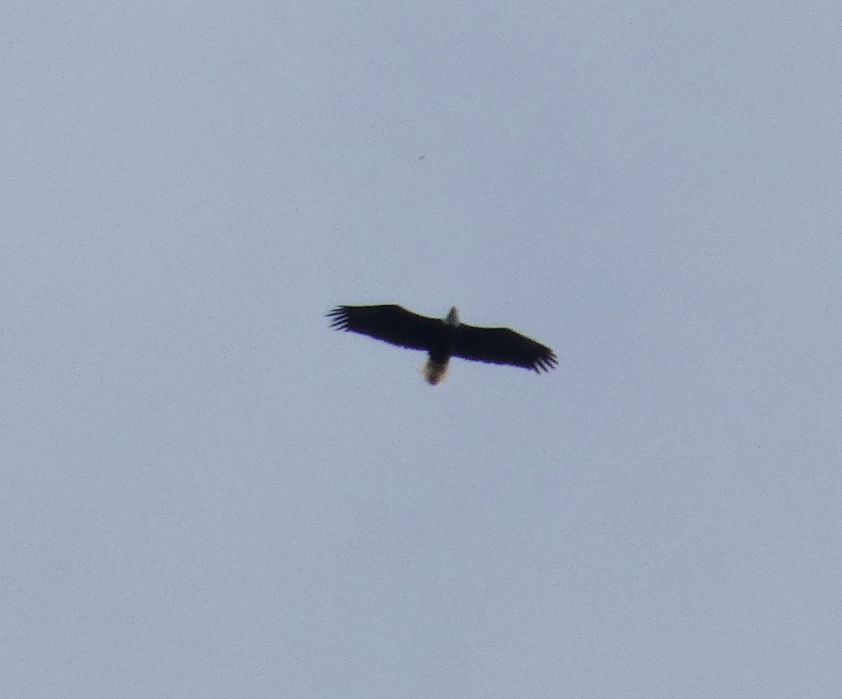 Bald Eagle - ML641719630