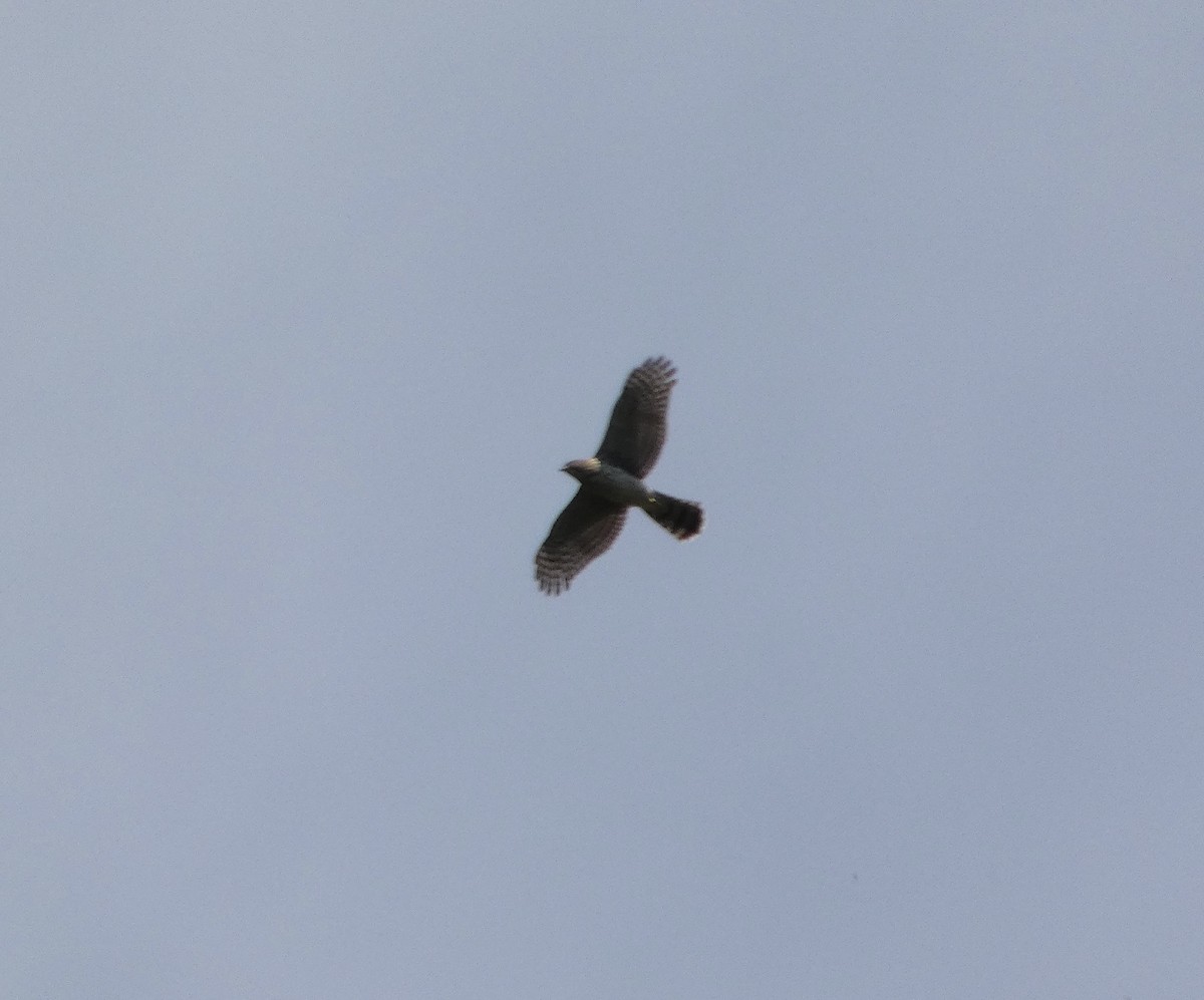 Cooper's Hawk - ML641719633