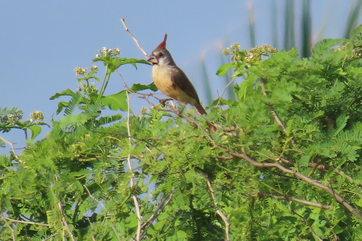 Vermilion Cardinal - ML641719636