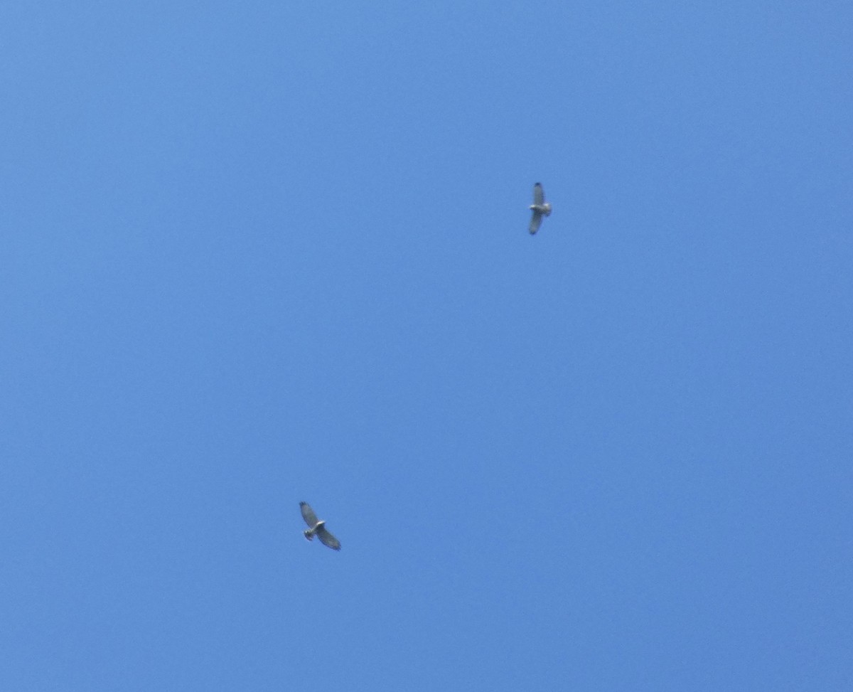 Broad-winged Hawk - ML641719643