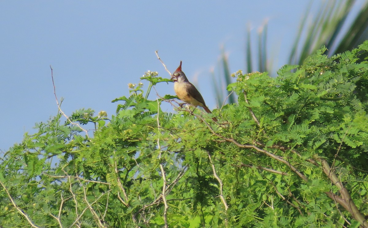 Vermilion Cardinal - ML641719660