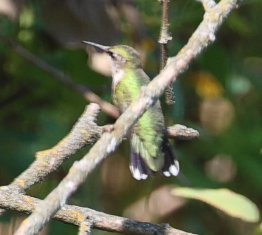 Ruby-throated Hummingbird - ML641719661