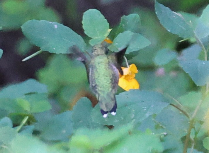 Ruby-throated Hummingbird - ML641719662