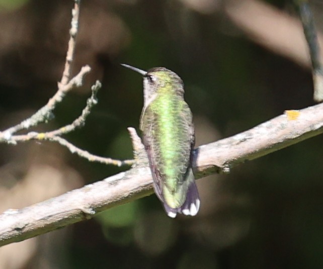 Ruby-throated Hummingbird - ML641719663