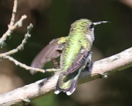 Ruby-throated Hummingbird - ML641719664