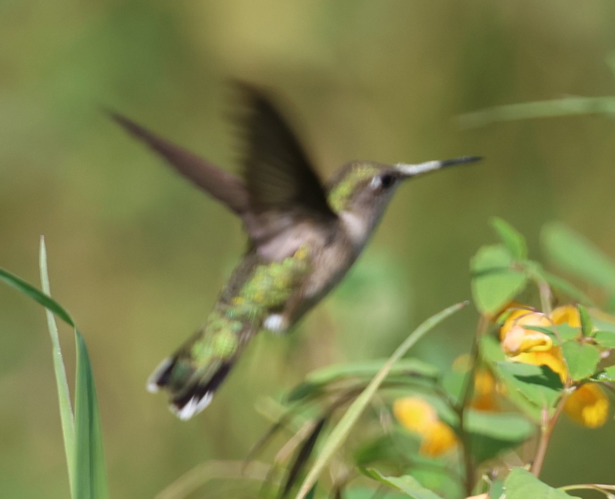 Ruby-throated Hummingbird - ML641719665