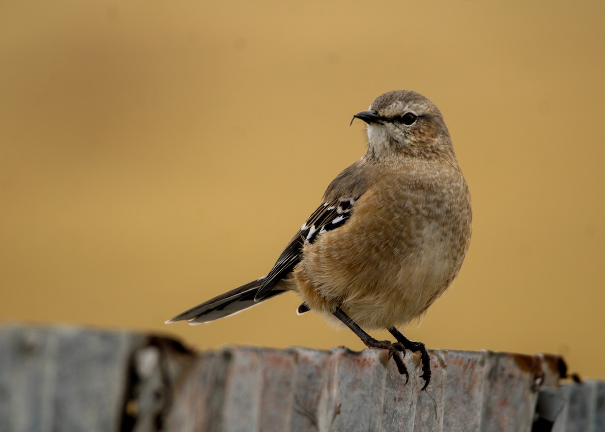 Patagonian Mockingbird - ML641719673