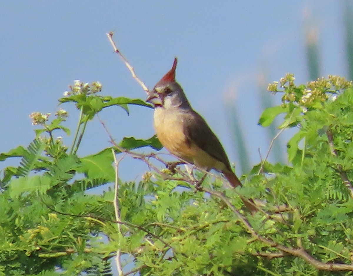 Vermilion Cardinal - ML641719679