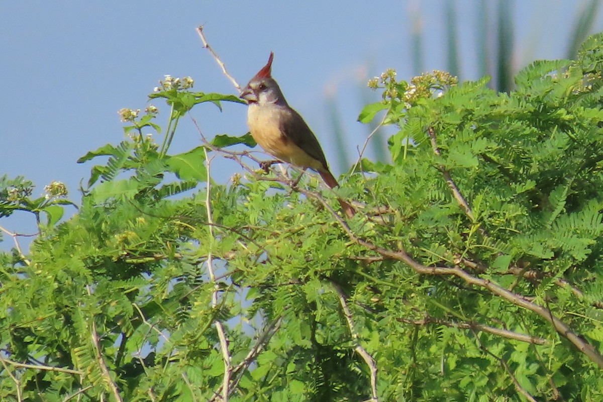 Vermilion Cardinal - ML641719701