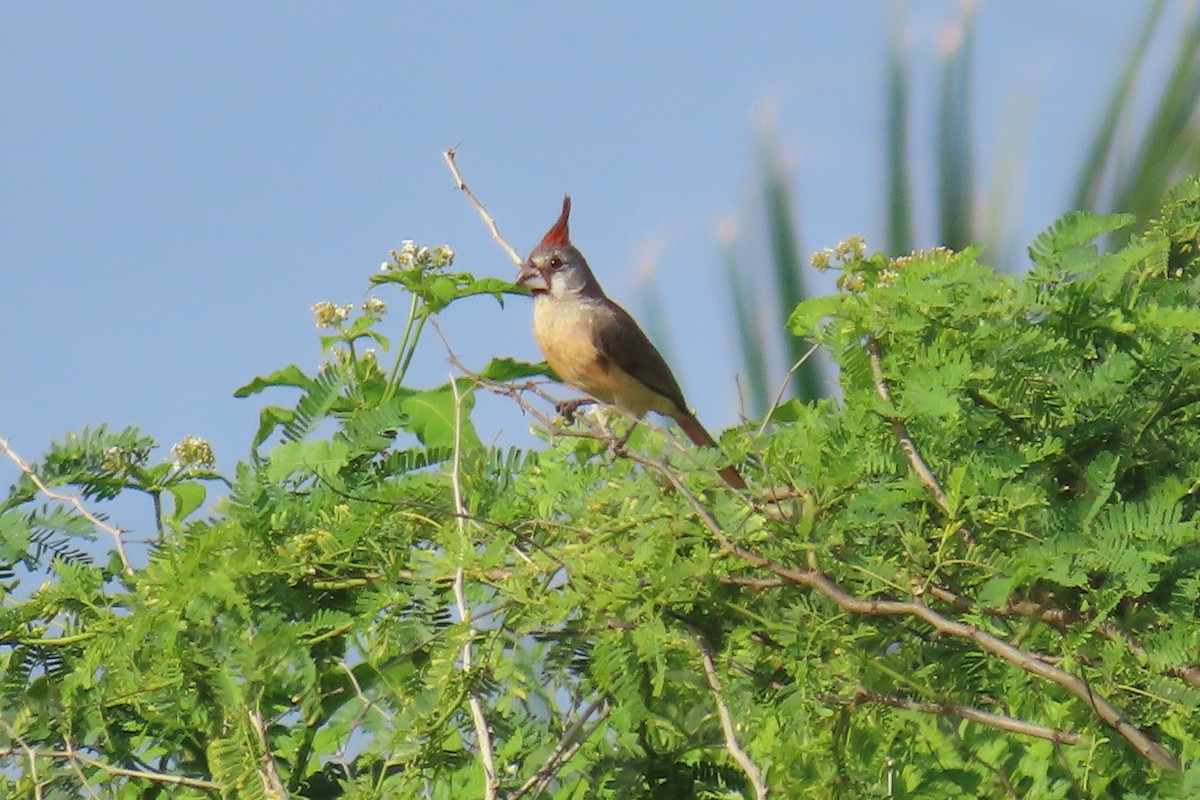 Vermilion Cardinal - ML641719723