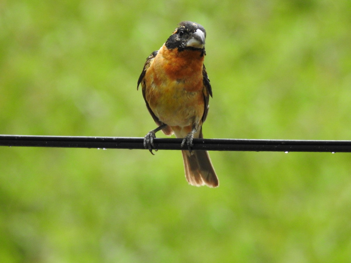 Black-headed Grosbeak - ML641719730