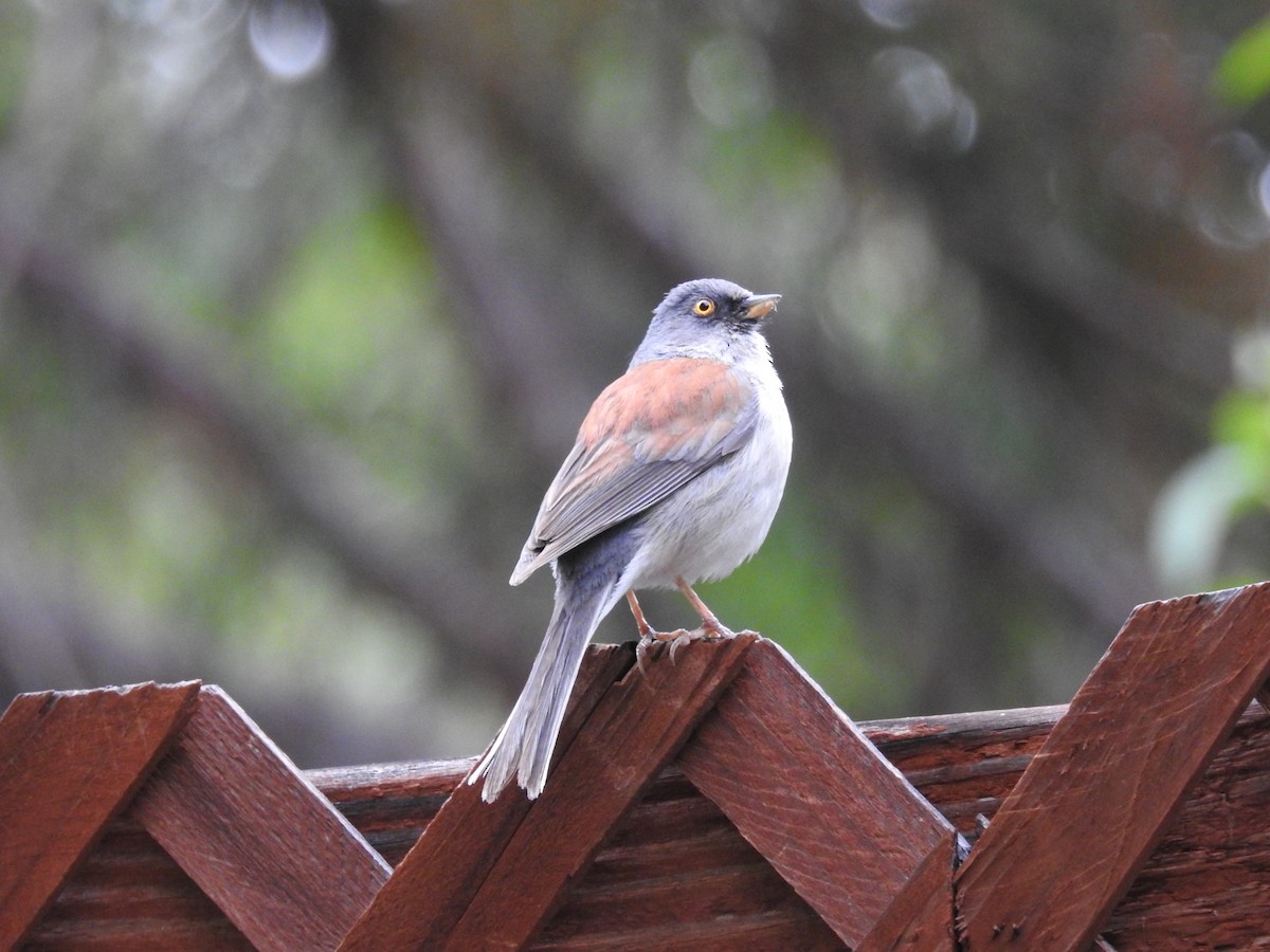 Yellow-eyed Junco - ML641719736