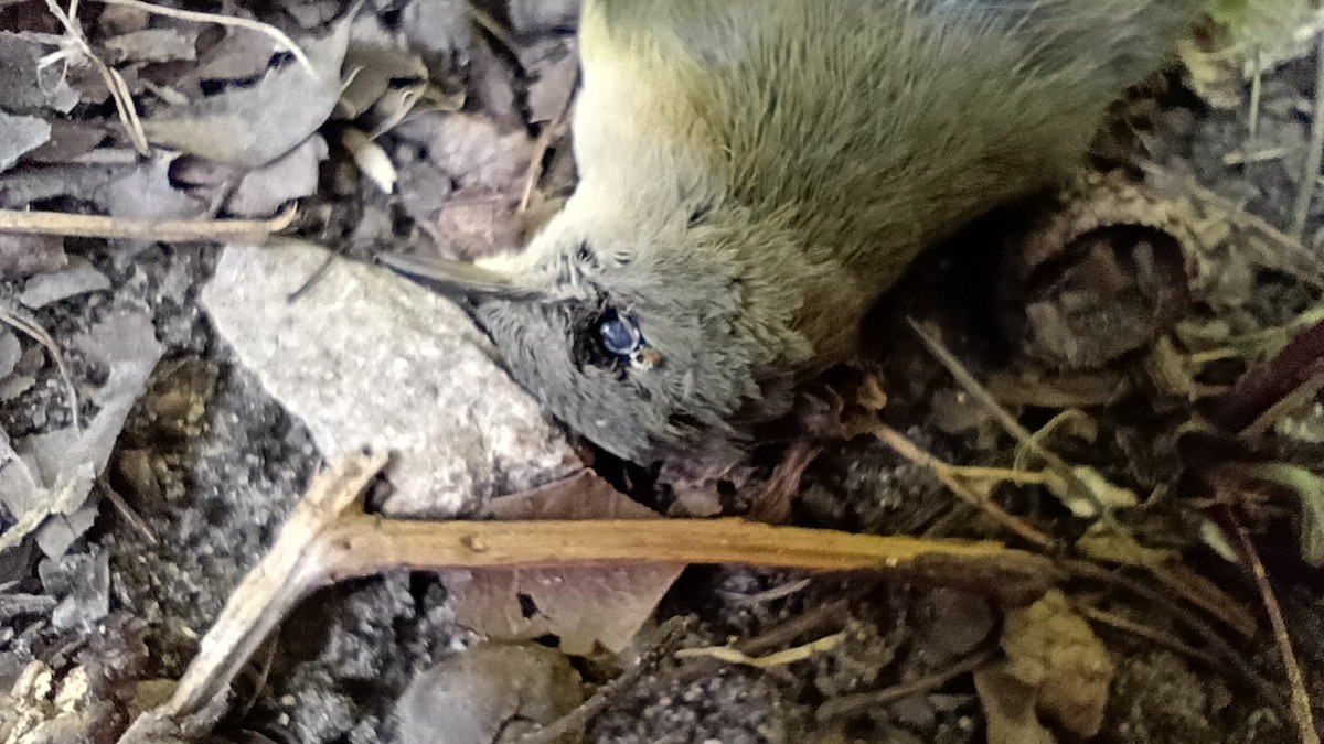 American Redstart - ML641719743