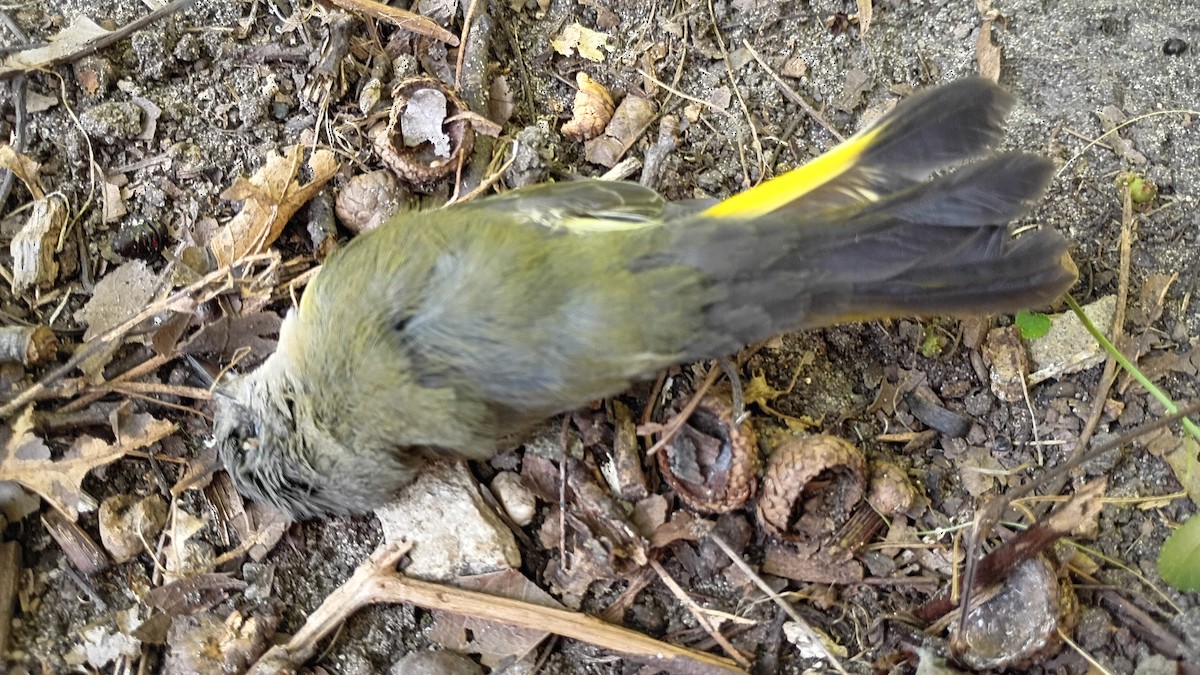 American Redstart - ML641719744