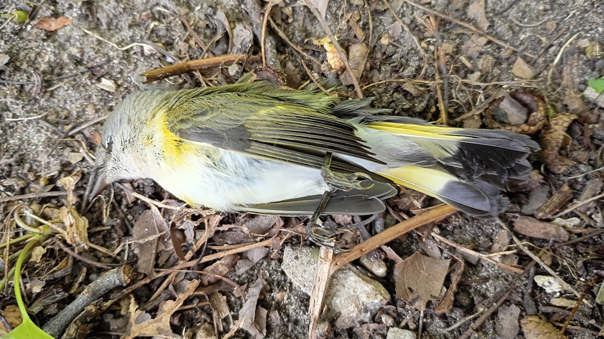 American Redstart - ML641719745