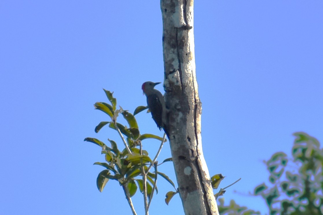 Yucatan Woodpecker - ML641719774