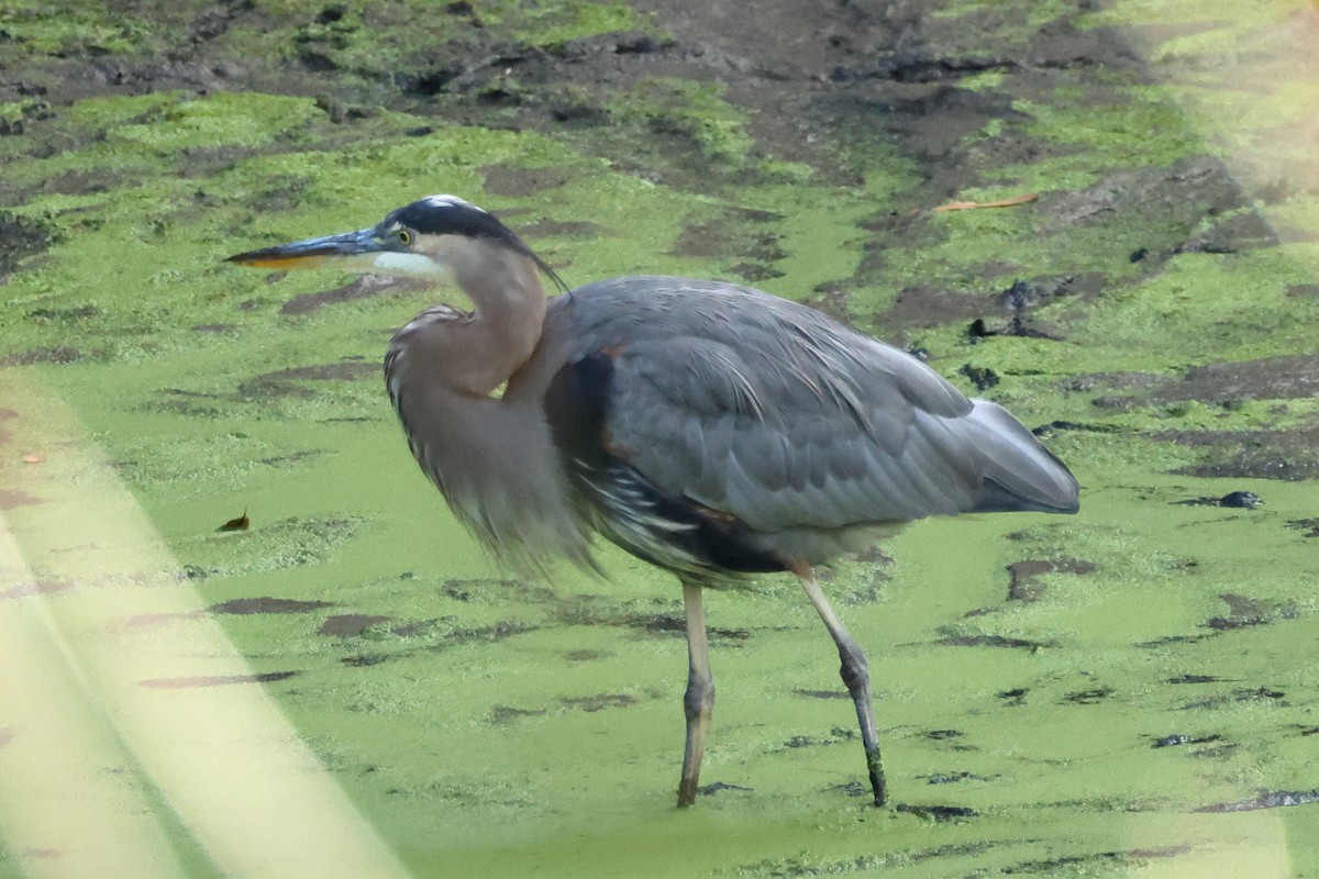Great Blue Heron - ML641719796